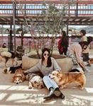 Tour Đà Lạt: Thiên Đường Săn Mây - Kokoro Coffee - Mê Linh Garden - Puppy Farm (DPT83)